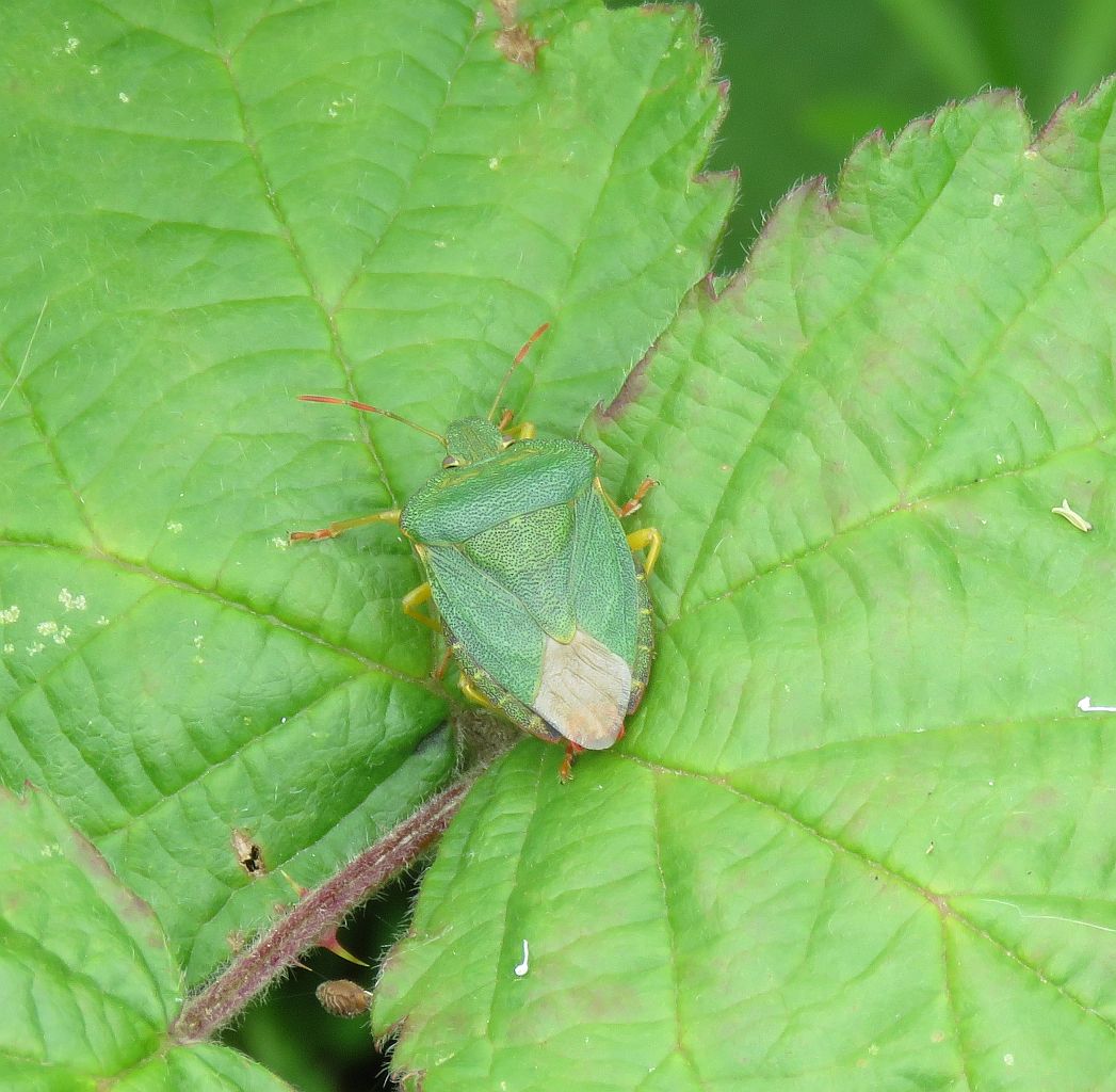   Green Shieldbug 